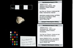 Foto (Objekt + Etikett) von Munidopsidae indet.  (NHMW-GEO-1990-0041-10153b)